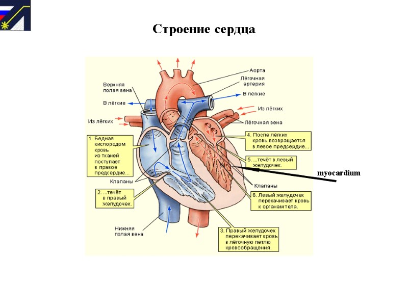 Строение сердца   myocardium